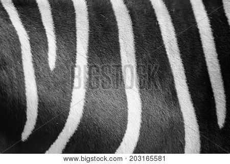Close-up image of stripes on zebra fur