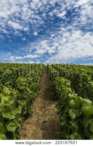 Champagne vineyards with vines in the Champagne districht France on a summers day with blue sky.