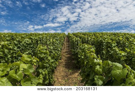 Champagne vineyards with vines in the Champagne districht France on a summers day with blue sky.