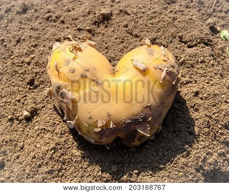 Close up photo of Heart potato .