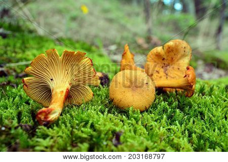 cantharellus cibarius the chanterelle mushroom on the ground
