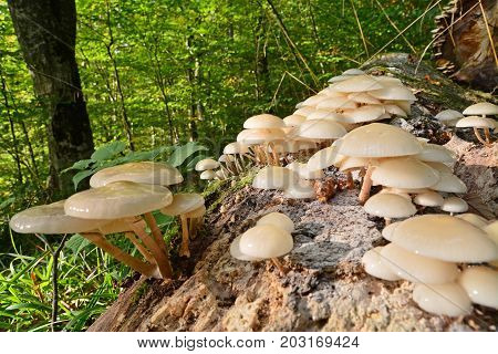 a colony of porcelain mushroom oudemansiella mucida