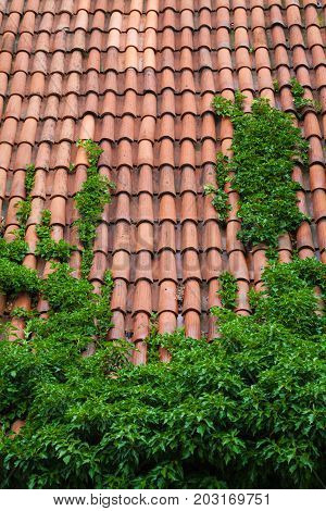 Summer day. Poland the town of Malbrock a Teutonic castle of red brick built from 1309 to 1456. In the frame is a roof made of red tiles with green plants. Vertical shot