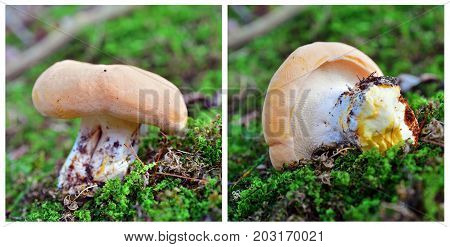 hydnum repandum mushroom collage of two shots