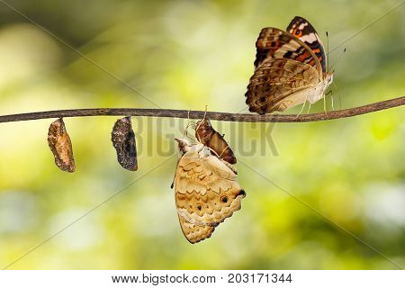 Transformation Of Blue Pansy Butterfly ( Junonia Orithya Linnaeus ) On Twig