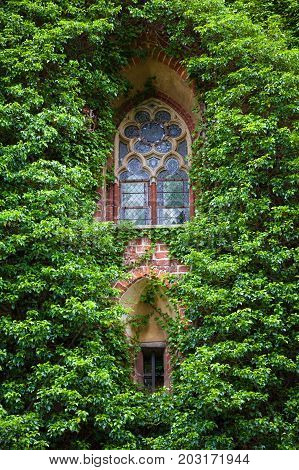 Summer day. Poland the town of Malbrock a Teutonic castle of red brick built from 1309 to 1456. In the frame is a wall made of red brick an old window all covered with green plants. Vertical shot.