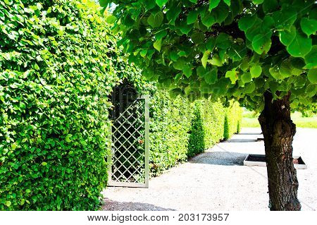 Ancient wooden grate gate in green trees hedge around with ornamental garden beyond in Latvian Rundale park. Vibrant summertime outdoors horizontal image image.