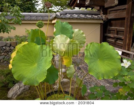 A Lotus Garden