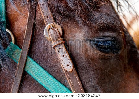 Close Up of a brown horse eye