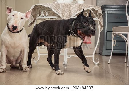 Two dogs. Black pit bull or staphorshire terrier and white bulterrier are in the vintage interior. Studio shoot