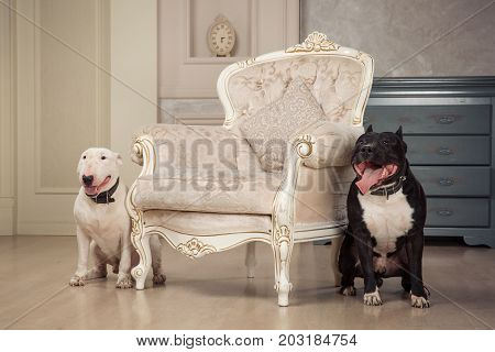 Two dogs. Black pit bull or staphorshire terrier and white bulterrier are in the vintage interior. Dogs siating on both sides of the white chair. Studio shoot