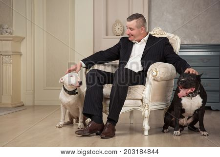 The man dog owner petting two dogs. Black pit bull or staphorshire terrier and white bulterrier are in the vintage interior. Dogs sitting on both sides of the white chair. Studio shoot