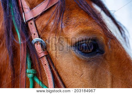 Close Up of a brown horse eye