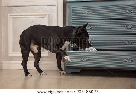 the dog taking out the newspaper from the dresser. Black pit bull or staphorshire terrier playing at the vintage interior. Studio shoot