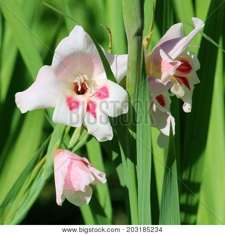 Blooming Gladiolus Nanus in the garden. White flowers
