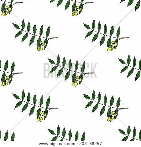 Neem, nimtree, medicinal plant. Ayurvedic Herb. Hand draw ink design for essential oil, cosmetics, treatment, aromatherapy, homeopathy. For print textile wallpaper surface wrapping decoupage