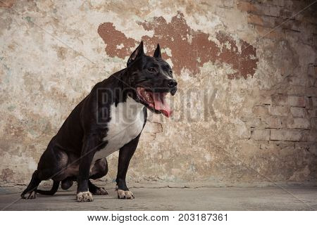 Portrait of Amarican Black pit bull or staphorshire terrier against the background of a peeling wall. Studio shoot