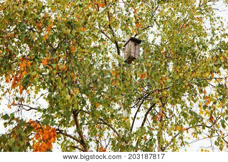 Wooden birdhouse attached among the birch tree branches. Autumn foliage with yellow leaves.