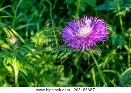 Flower of the whitewash cornflower or Centaurea dealbata