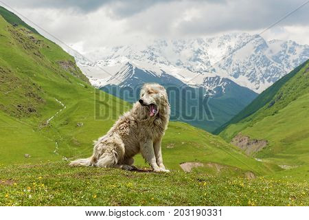 Caucasian sheep dog for the guard of cattle in village Ushguli. Svaneti, Georgia