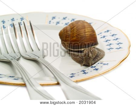Schnecke und Platte auf weiß