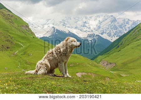 Caucasian sheep dog for the guard of cattle in village Ushguli. Svaneti, Georgia