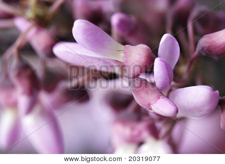 Flores puple