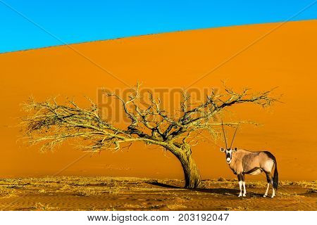  African Oryx gaselle standing at the road. Sunset in the Namib Desert, the oldest in the world. Namibia, South Africa. The concept of extreme and exotic tourism  