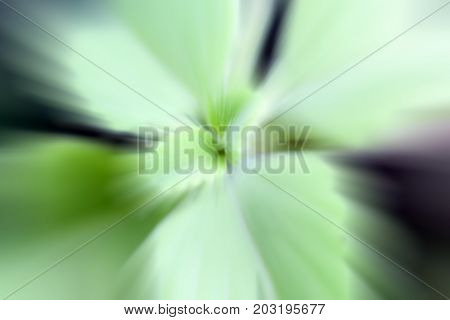 Ajwain, ajowan Trachyspermum ammi, also known as Ajowan caraway, bishop's weed or carom, is an annual herb in the family Apiaceae Shot with motion blur effect.