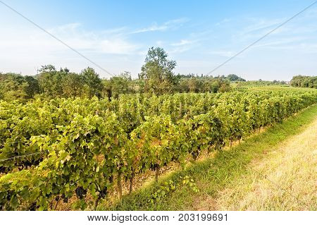 Countryside Landscape With Vineyard.