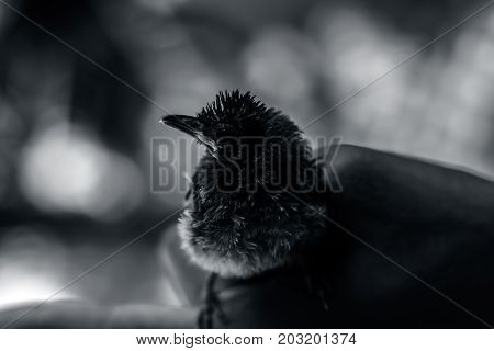 Baby of Red Vented Bulbul sitting on human hand finding his\her Mother.