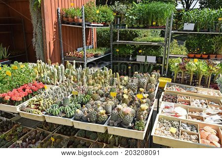 Cactuses for sale on the street in the city