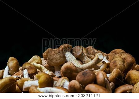 Forest Picking Mushrooms Top View Copy Space