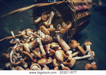 Basket With Wild Honey Mushrooms