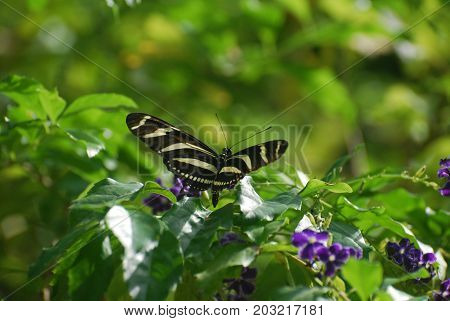 Scenic Close Up of a Zebra Butterfly in the Spring