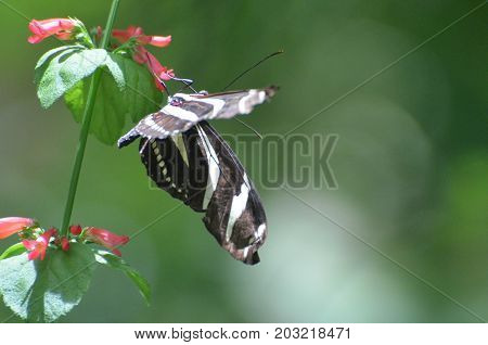 Stunning Zebra Butterly Hanging off a Flower