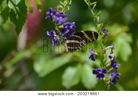 Stunning Close Up of a Zebra Butterfly on a Leaf