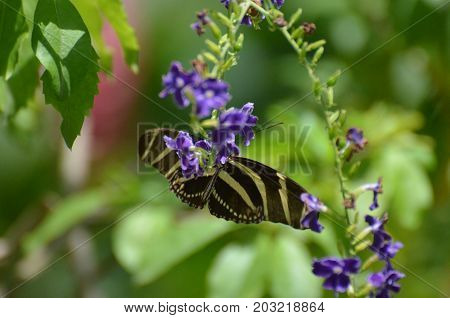 Stunning Black and White Zebra Butterfly on a Flower