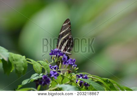 Stunning Black and White Zebra Butterfly with Red Markings