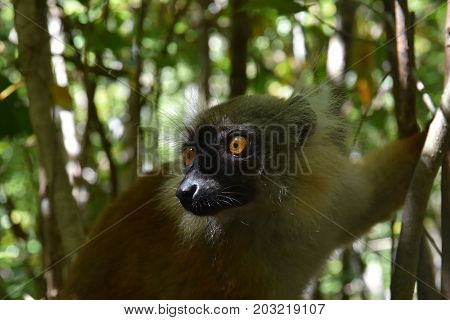 Black Lemur at Lokobe Forest, Nosy Be, Madagascar