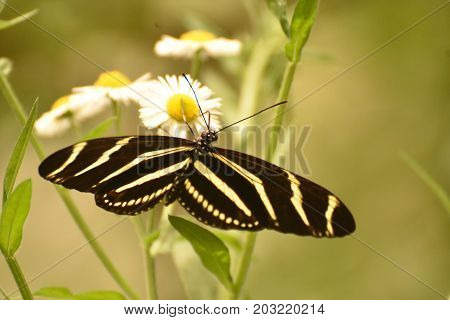 Gorgeous Zebra Butterfly Surrounded By Pretty Daisies