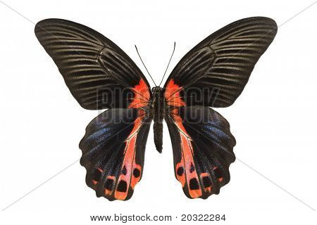 Papilio Rumanzovia.