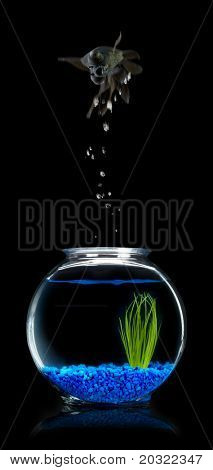 ดำ moor ปลากระโจนออกจากชามกับพื้นหลังสีดำ