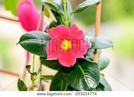 Pink Mandevilla Or Dipladenia Flower, Green Bush Leafs Rocktrumpet, Close Up