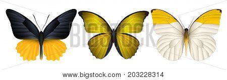 Set of colorful realistic butterflies. Vector 3D illustration