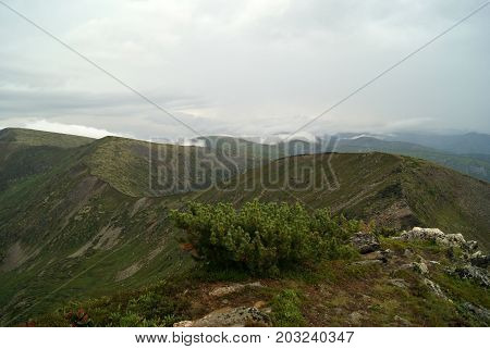 The crest of the mountain ridge Chamar-Daban (Eastern Siberia Pribaikalye Russia) with clouds on the tops on a cloudy day. General view from the top of the mountain. The slopes are covered with vegetation. A cedar in the foreground at the bottom.
