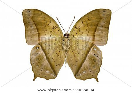 ผีเสื้อ Charaxes Fulvescens ขนาดใหญ่จากครอบครัว Nymphalidae ต้นกำเนิดมาจากแอฟริกากลาง