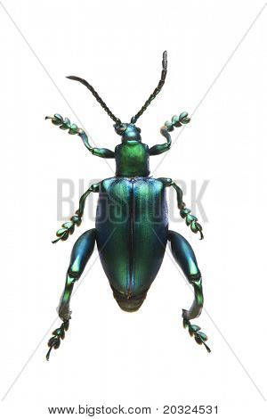 Vista dall'alto di un Metallic Blue Leaf Beetle (dalla famiglia Sagrinae) provenienti dalla Thailandia