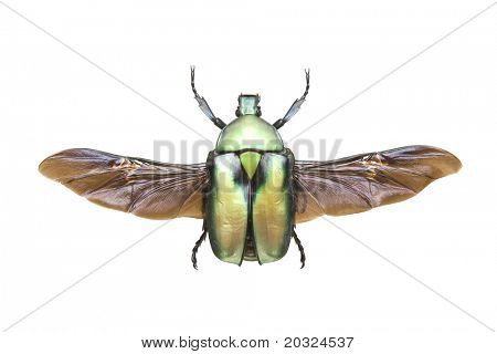 Top view af en blomst Bille (Rhomborrhina chatanayi) med vinger åbne fra Cetonidae familie orig