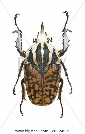 Ansicht von oben eine bunte Blumen-Käfer (Mecynorrhina Decorata) aus der Familie der Cetonidae mit Ursprung f
